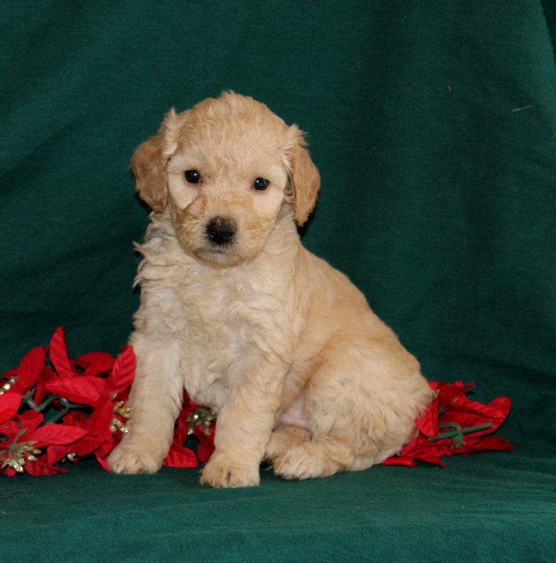 puppy, for, sale, Mini Goldendoodle F2B, Matthew B. Stoltzfus, dog, breeder, Gap, PA, dog-breeder, puppy-for-sale, forsale, nearby, find, puppyfind, locator, puppylocator, aca